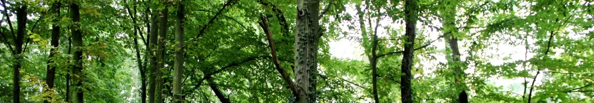 PARK W JARZĄBKOWICACH