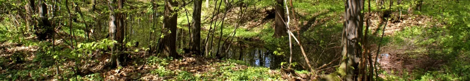 PARK W BOGDANOWIE WIOSNĄ 2017