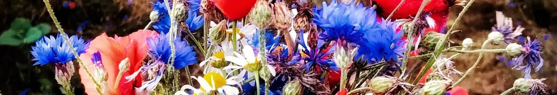 LATO 2021 GMINA KOSTOMŁOTY