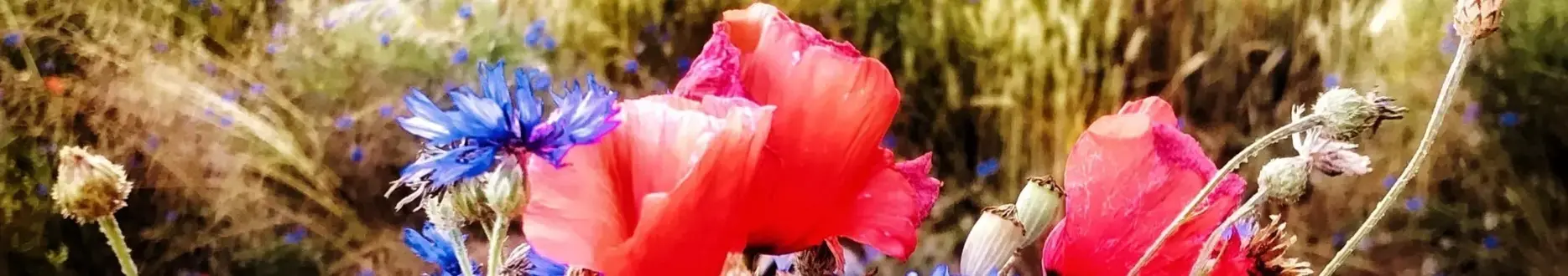 LATO 2021 GMINA KOSTOMŁOTY