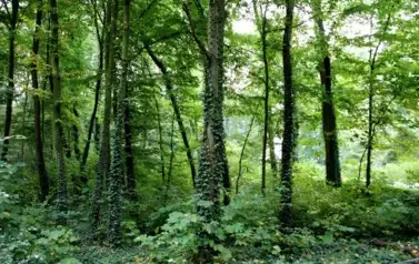 PARK BUDZISZ&Oacute;W SIKORZYCE