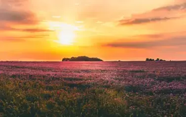 AUTOR-P. R&oacute;zycki, Pole facelii w okolicach Sokolnik 2021 r.