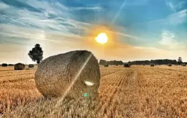 AUTOR-P. Czerniecka, Bale słomy na  Karczyckich polach