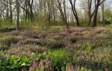 AUTOR. M. GABOR.PAŻDZIORNO