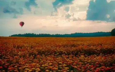 AUTOR.P. R&Oacute;ŻYCKI 2021