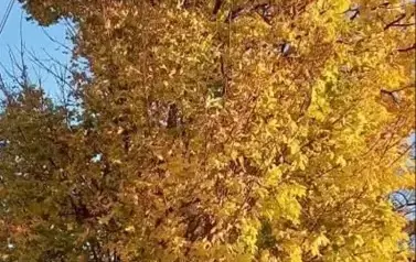 JULIA JANKIEWICZ 2021