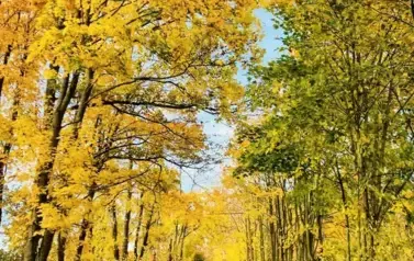 AUTOR. PAULINA CZERNIECKA