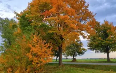 AUTOR. SYLWIA ŻUROWSKA