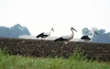 SEJMIK BOCIANKI.WICHR&Oacute;W 2007 R.