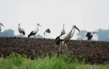 2. SEJMIK BOCIANKI.WICHR&Oacute;W 2007 R.